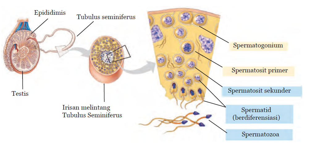 Spermatogenesis Dan Oogenesis 7327